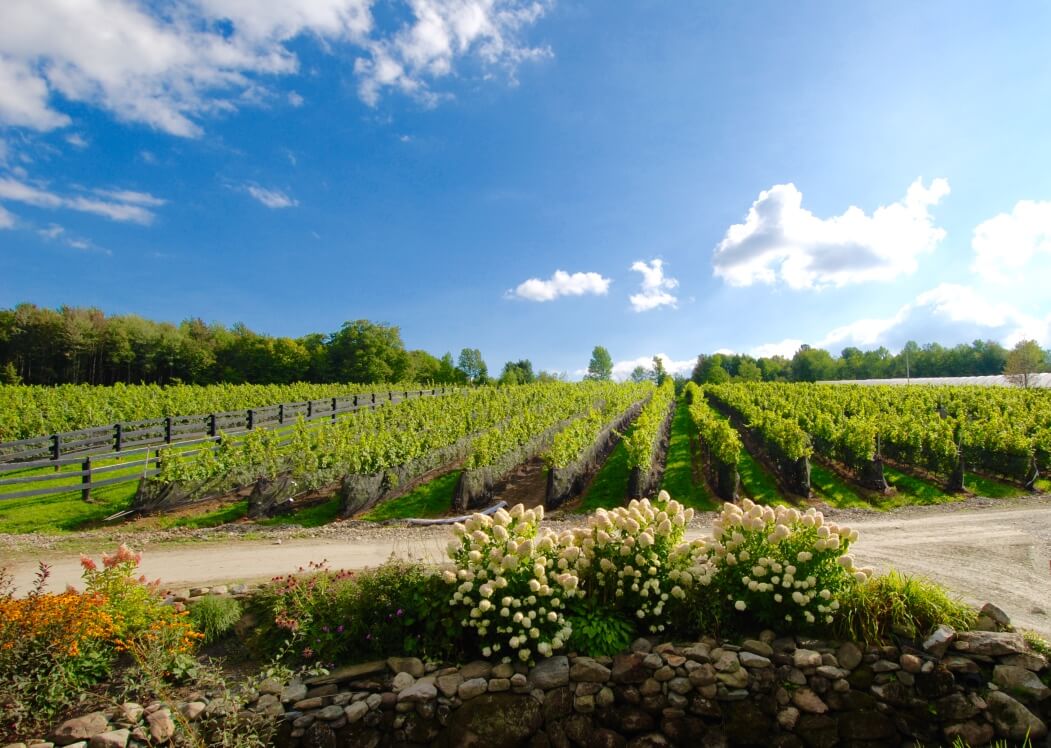 vineyards sunny day