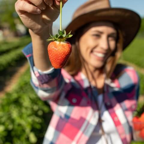 woman picking strawberry