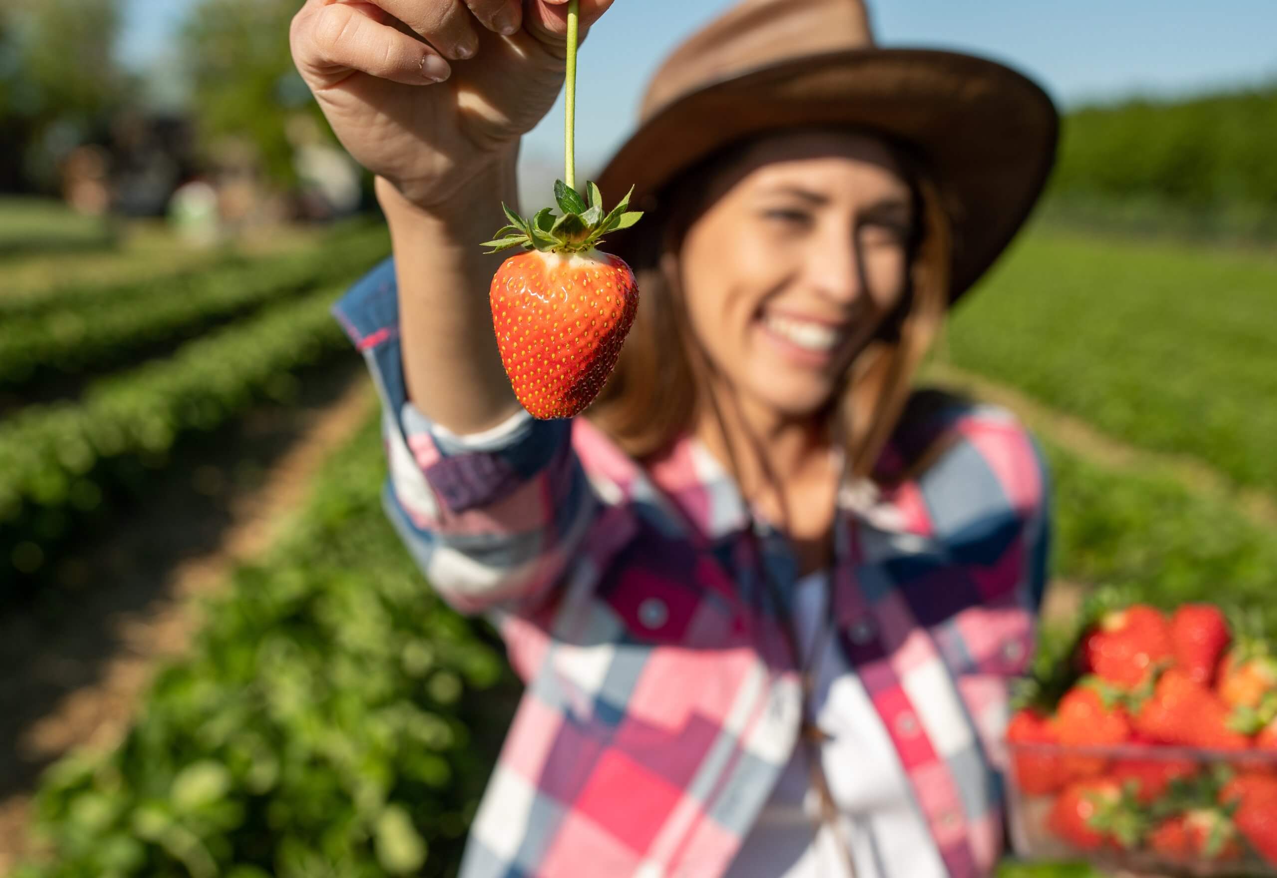 woman picking strawberry