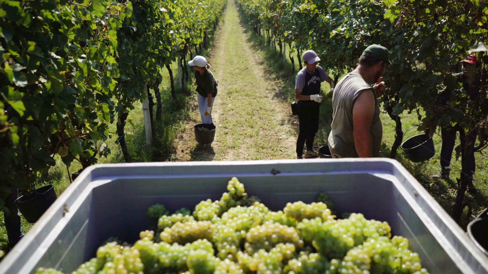People harvest grapes in a vineyard