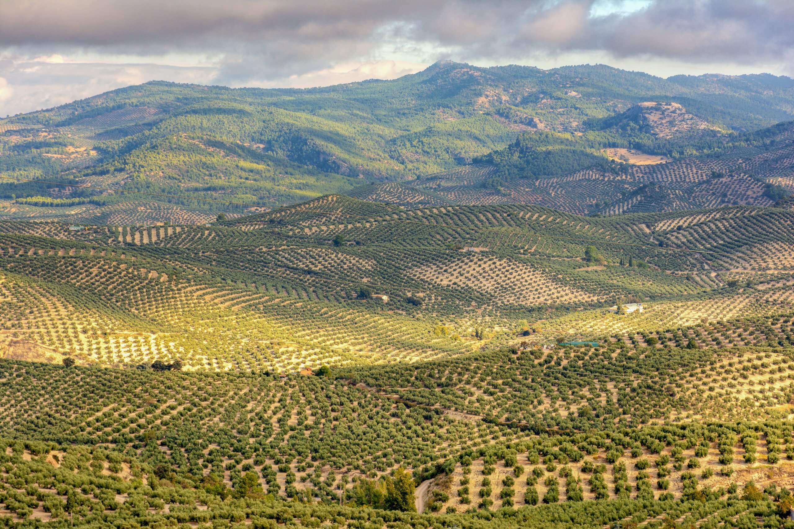 An olive field in Spain