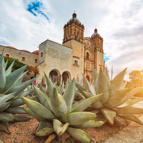 Agave plants in front of Santo Domingo
