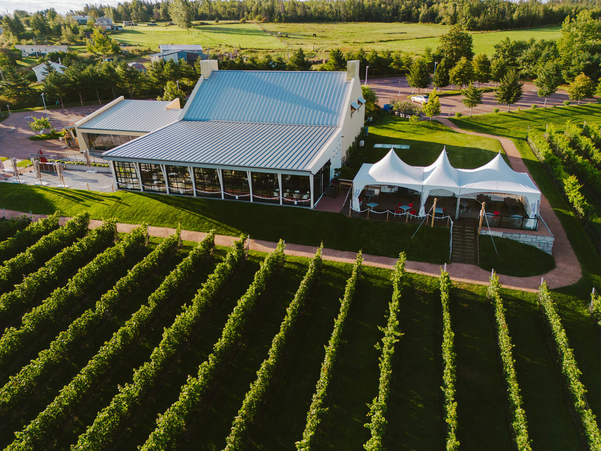 Vineyards with white house and white tents