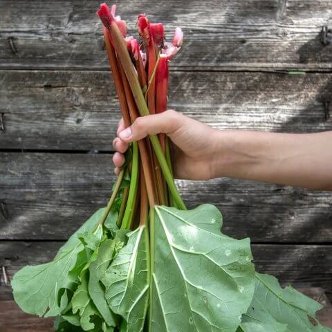 A person's arm and hand holding a bushel of rhubarb stalks in front of a grey wooden outdoor wall