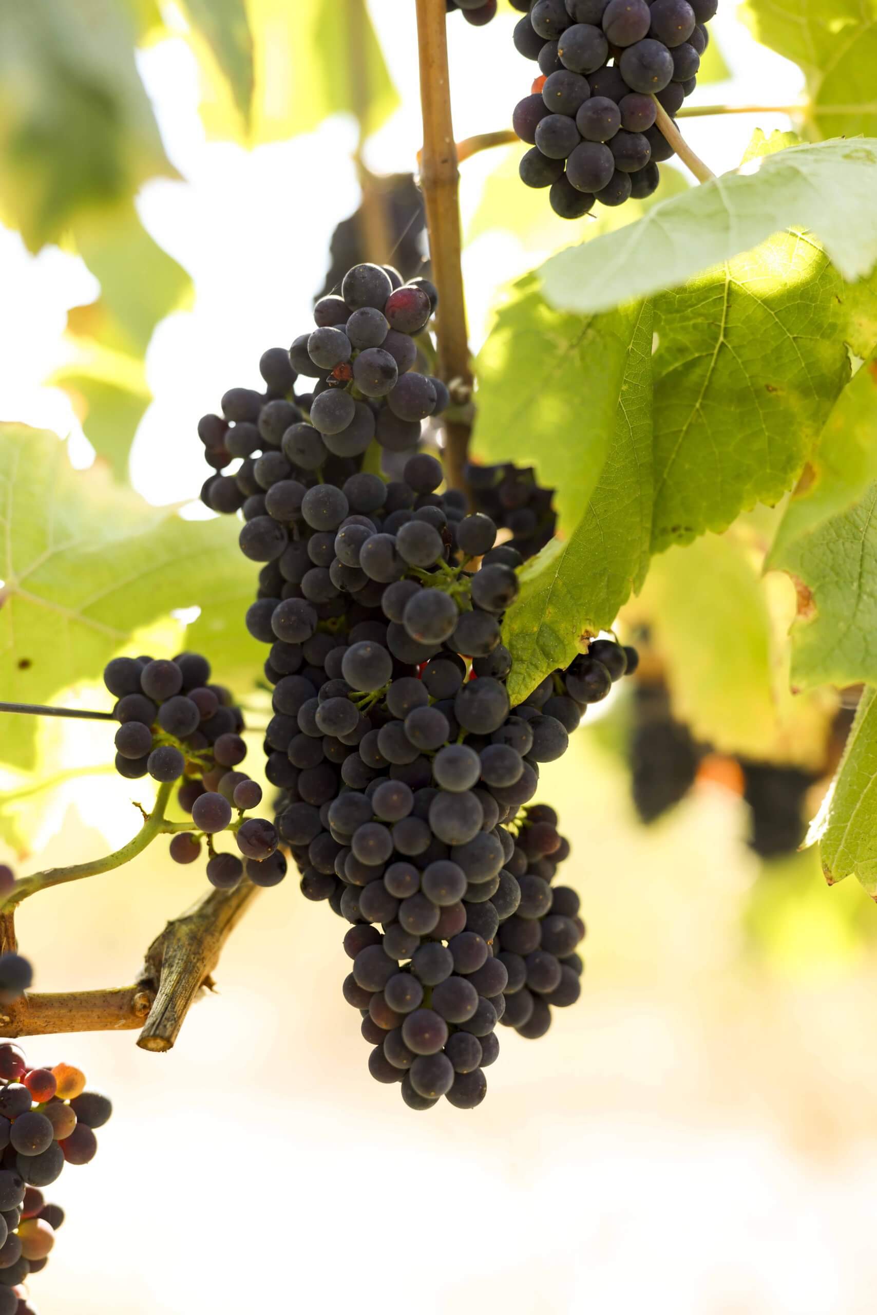 A bunch of Pinot Noir grapes on the vine