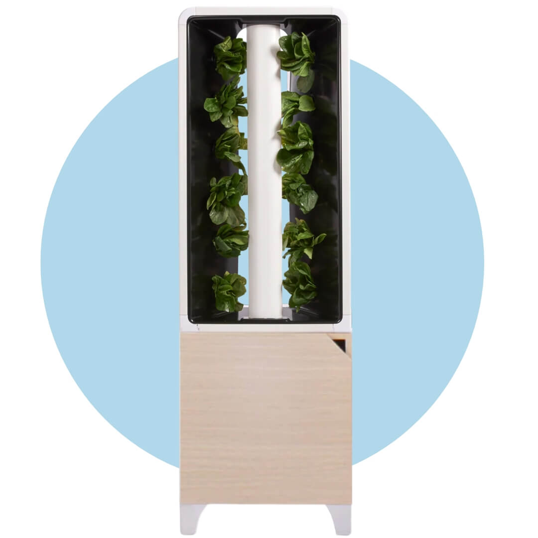 A vertical hydroponic garden with a pale wood panel and leafy green vegetables growing over a blue circle graphic