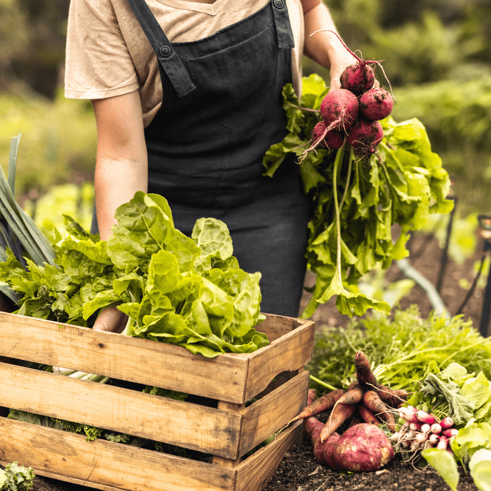 person holding crate of lettuce