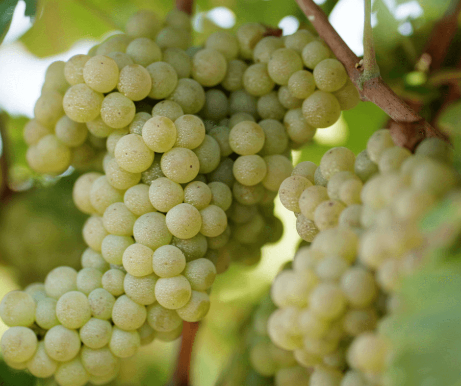 wine grapes on a vine