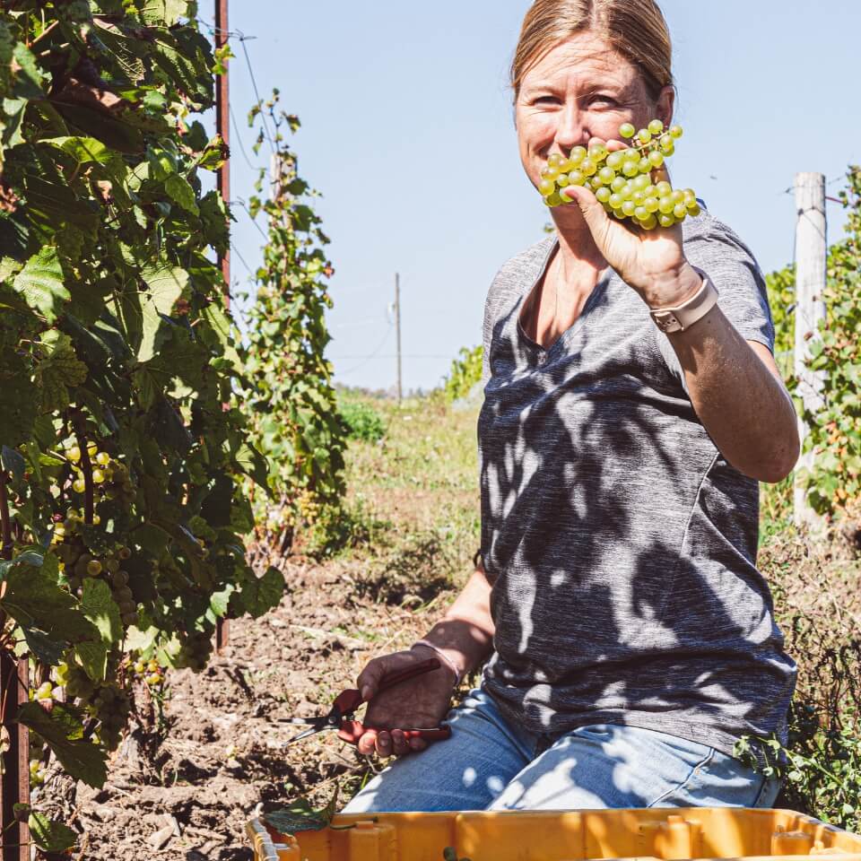 A woman kneeling in front of a white grape vine and holding of a bunch