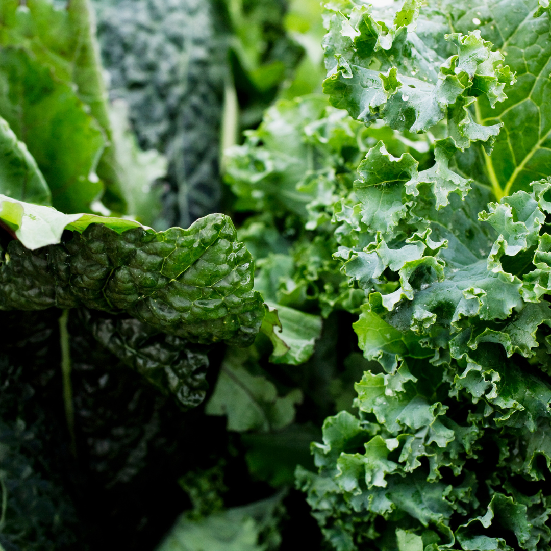 Freshly-picked healthy and fibre-rich leafy greens kale and collard greens