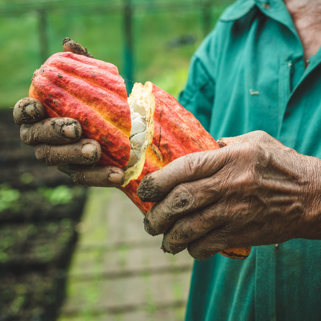 Hands covered in dirt pulling apart an orange cacao pod.