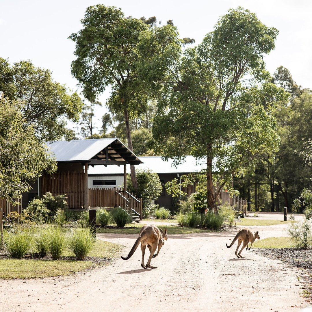 Two kangaroos running in front of a wooden lodge amongst trees and shrubs.