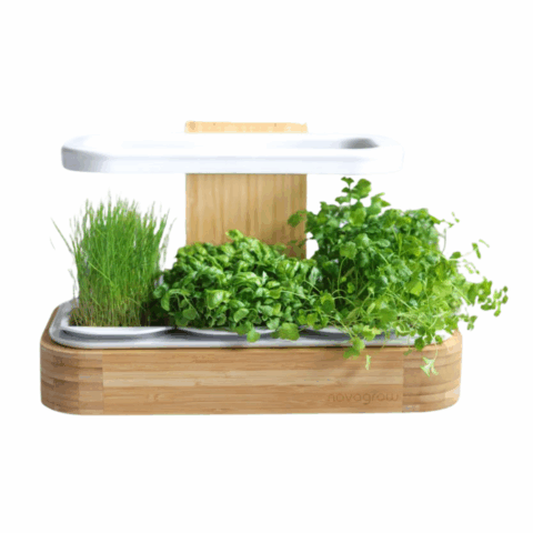 A wooden indoor garden with three green herbs and plants.