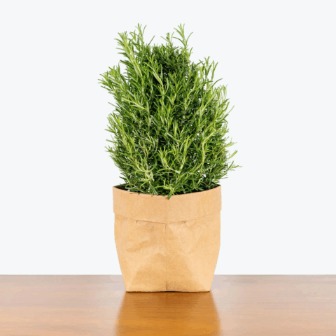 a small rosemary plant is an excellent hostess gift