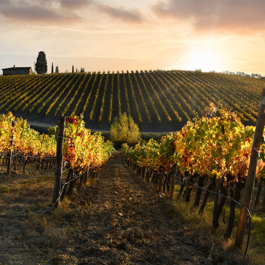 The sun setting over a vineyard. 